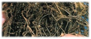Example content image