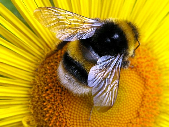 Example content image