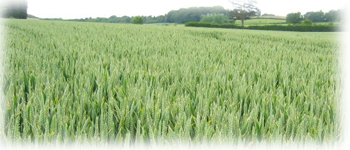 Example content image