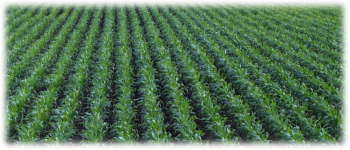 Example content image