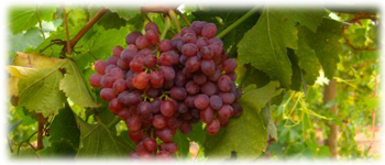 Example content image