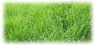 Example content image
