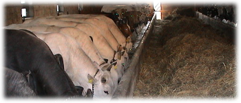 Example content image