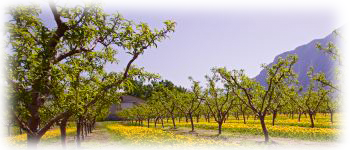 Example content image