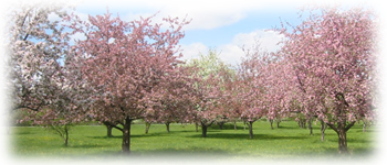 Example content image