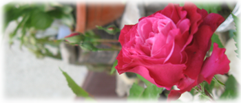 Example content image